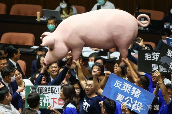 國民黨扛「巨型毒豬」高喊反萊豬　2決議案交黨團協商蘇貞昌上台報告。圖片來源：風傳媒
